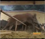 減肥的徒河黑豬