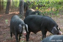 我國生豬產(chǎn)業(yè)發(fā)展正面臨十大發(fā)展機遇