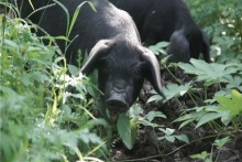 徒河黑豬 . 王國(guó)樂(lè)園