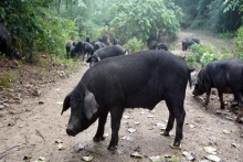 好豬倌要練，“200公里黑豬”標(biāo)準(zhǔn)太小兒科