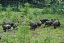 我為豬狂，誰在狂！從黑豬說起徒河事兒 