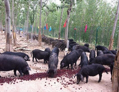 加盟代理好項目