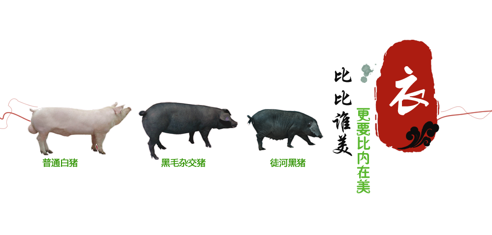 徒河黑豬肉質(zhì)本色原香，出眾超群